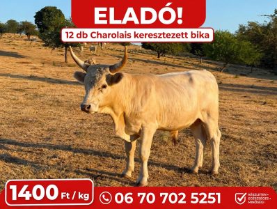Húsmarha