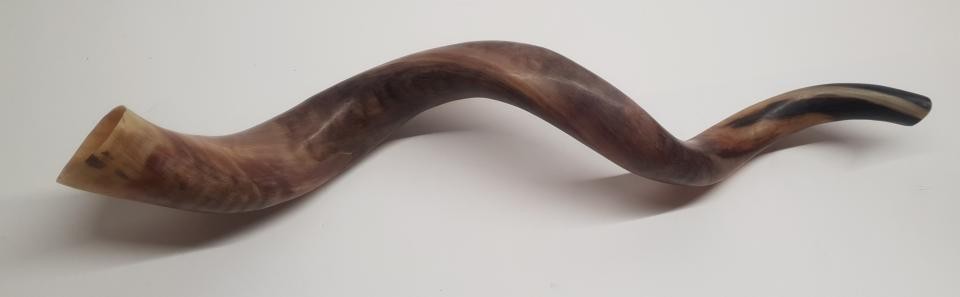 Kudu szarv bőgőkürt – 67 cm – 1. kép